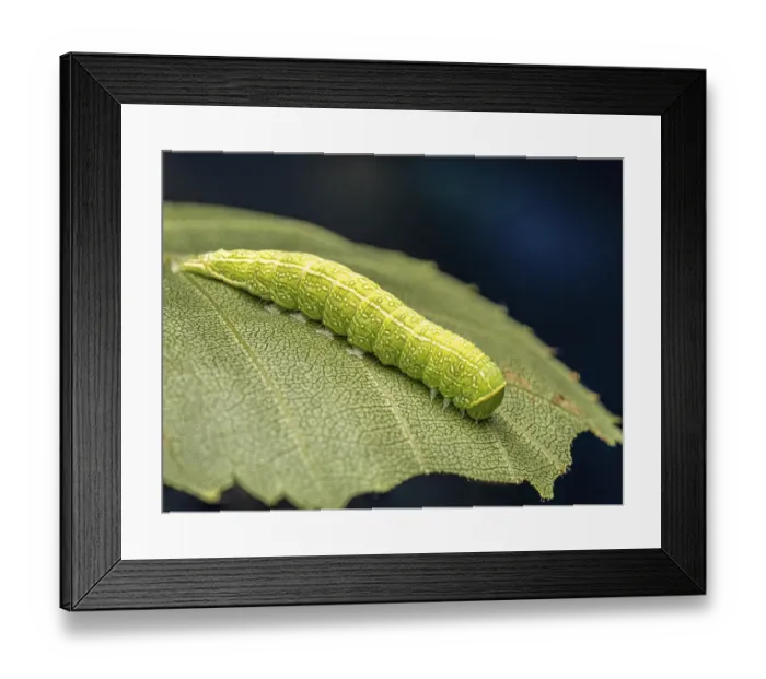 Framed Print : A detailed close-up showing a green caterpillar crawling on a leaf