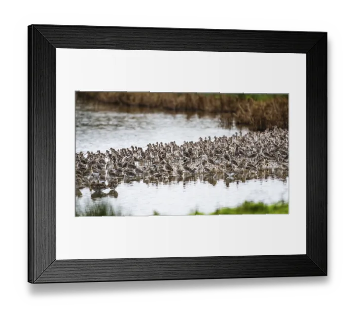 Framed Print : Black-tailed Godwits, Limosa limosa Framed Print : Black-tailed Godwits, Limosa limosa