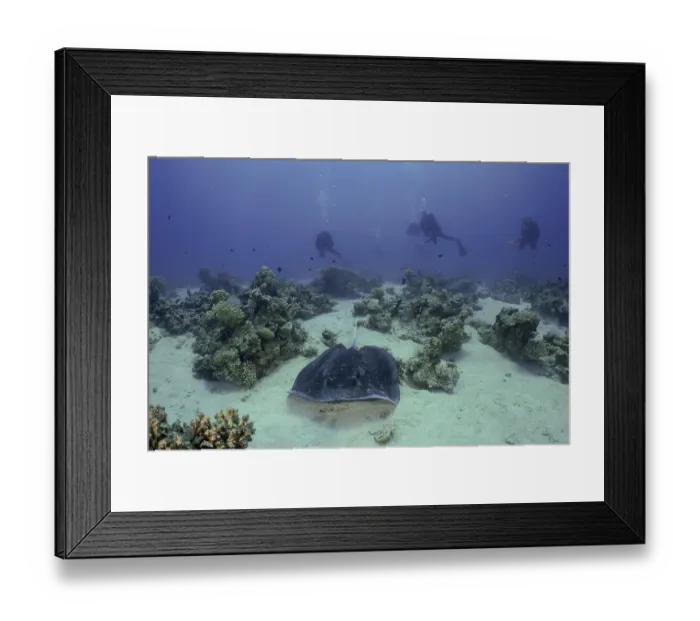 Framed Print : Blackspotted stingray (Taeniura meyeni) Framed Print : Blackspotted stingray (Taeniura meyeni)