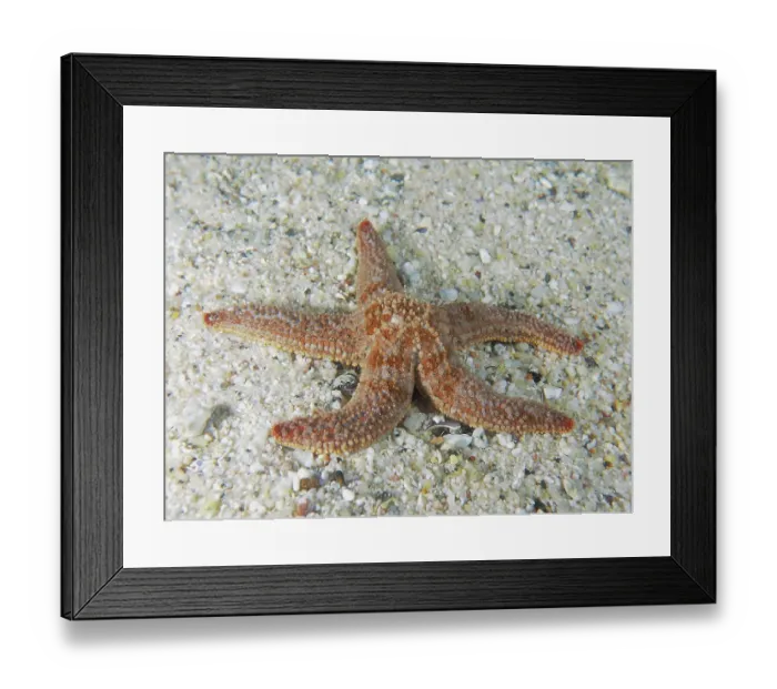Framed Print : Orange spiny starfish (Marthasterias africana) Smooth morphotype on a sandy seabed Framed Print : Orange spiny starfish (Marthasterias africana) Smooth morphotype on a sandy seabed