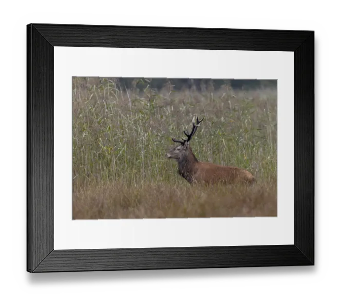 Framed Print : Curious, the red deer (Cervus elaphus) listens to a roaring companion in the neighbouring reed belt