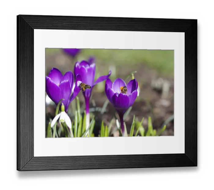 Framed Print : Crocuses (Crocus), spring crocus (Crocus vernus)