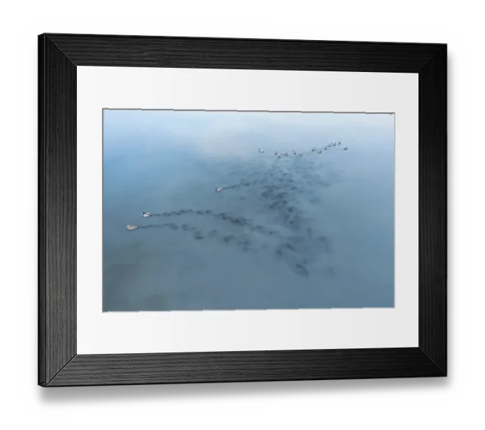 Framed Print : A serene scene of mallards gliding across the calm waters of Toledo Lagoons
