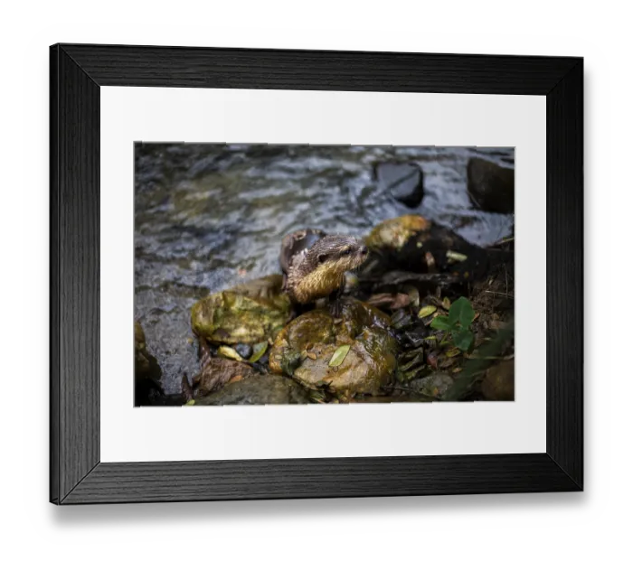 Framed Print : An nutria perches on rocks at a stream in Khao Sok National Park