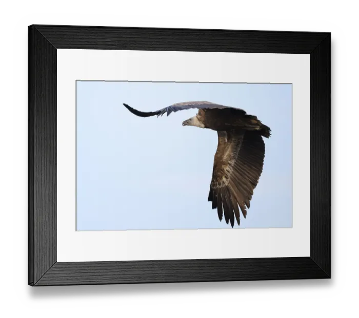 Framed Print : A Griffon Vulture soars elegantly over Alicante Framed Print : A Griffon Vulture soars elegantly over Alicante