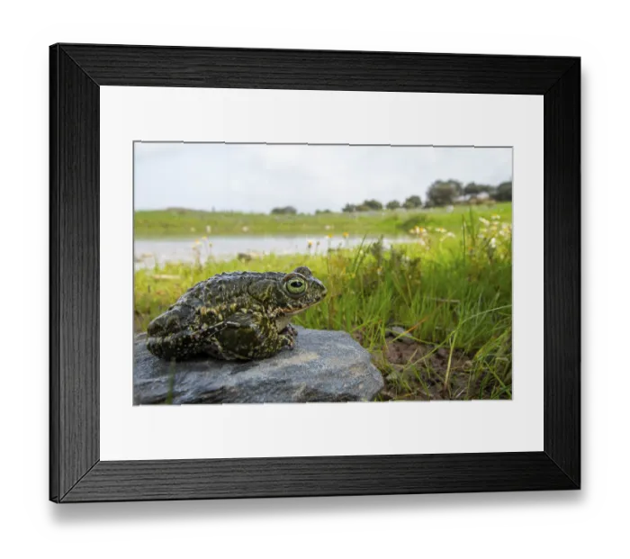 Framed Print : Natterjack toad, Epidalea calamita Framed Print : Natterjack toad, Epidalea calamita