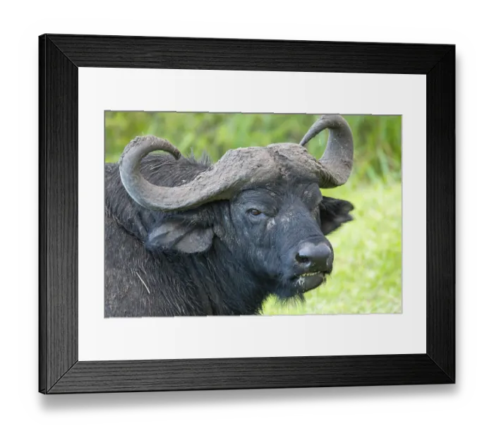 Framed Print : A detailed close-up shot of a Cape buffalo's face Framed Print : A detailed close-up shot of a Cape buffalo's face