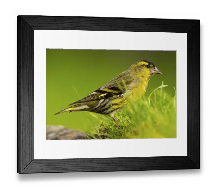Framed Print : A vibrant Eurasian Siskin, Spinus spinus Framed Print : A vibrant Eurasian Siskin, Spinus spinus