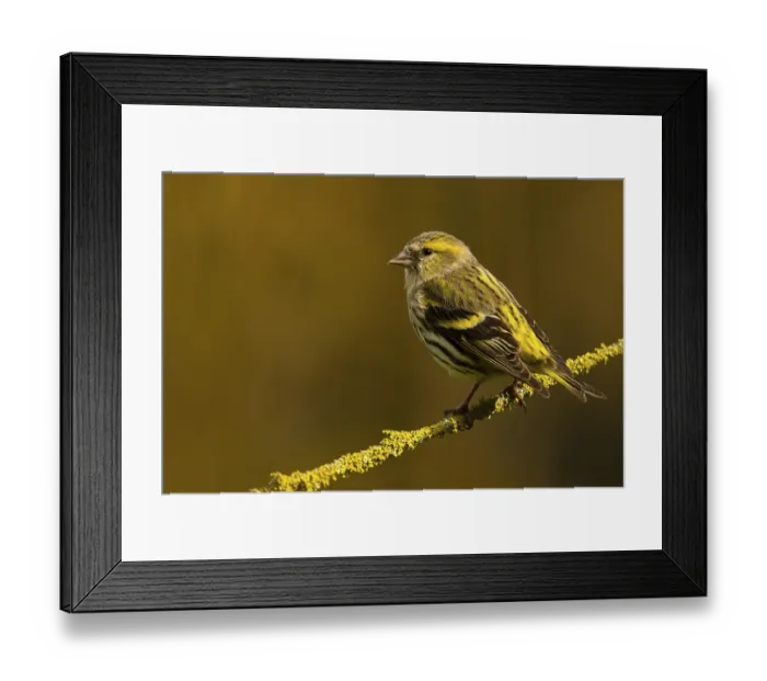 Framed Print : A vibrant image of a Eurasian siskin