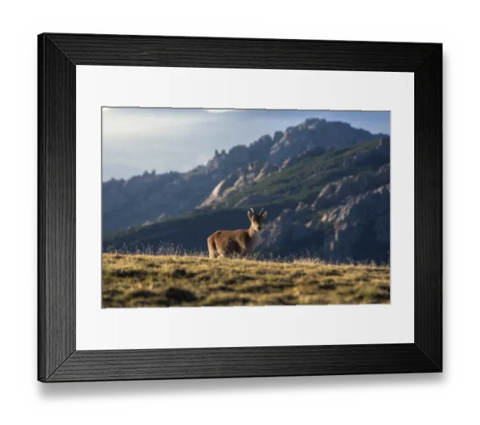 Framed Print : An Iberian Ibex stands gracefully on a mountain slope at sunset