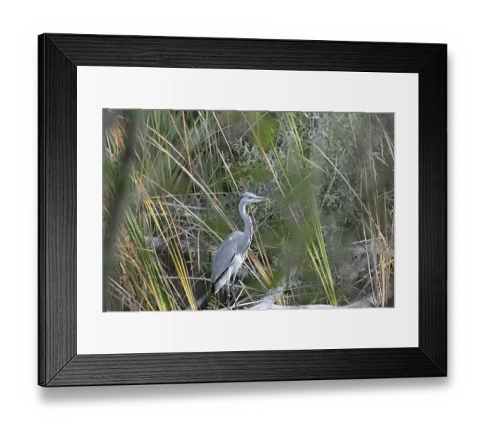 Framed Print : A majestic heron stands elegantly among tall green reeds in a wetland environment Framed Print : A majestic heron stands elegantly among tall green reeds in a wetland environment