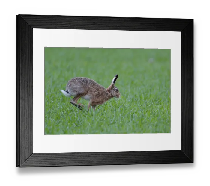 Framed Print : Hopping brown hare (Lepus europaeus) Framed Print : Hopping brown hare (Lepus europaeus)
