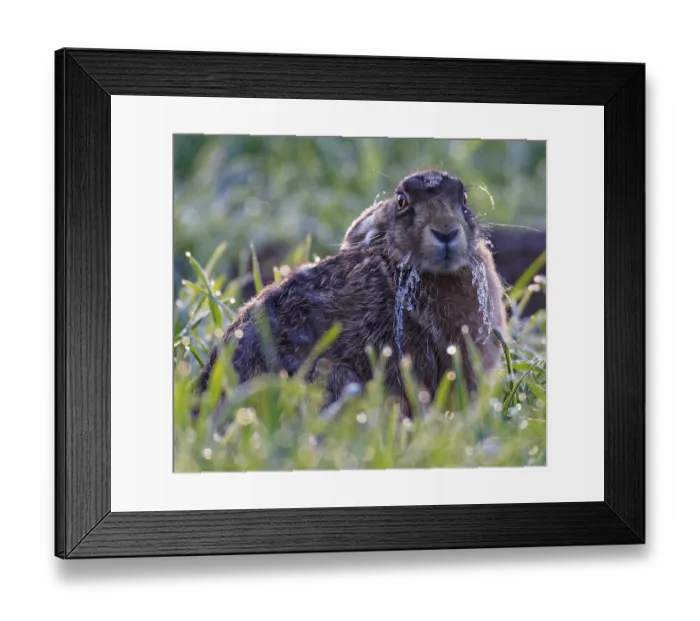 Framed Print : European hare (Lepus europaeus) with icebeard in a meadow Framed Print : European hare (Lepus europaeus) with icebeard in a meadow