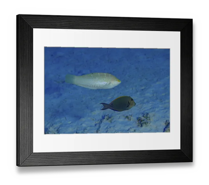 Framed Print : A Variegated Wrasse (Coris variegata) beside a Brown Surgeonfish (Acanthurus nigrofuscus)