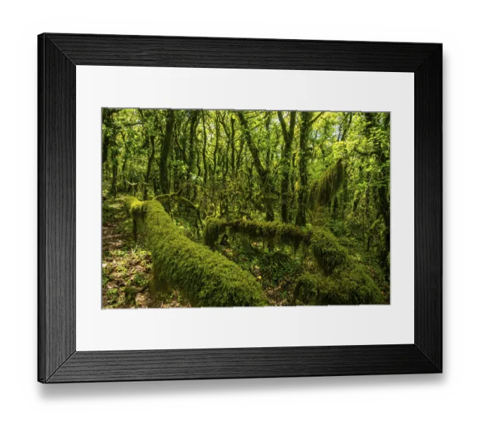 Framed Print : A lush, green forest densely covered with verdant moss