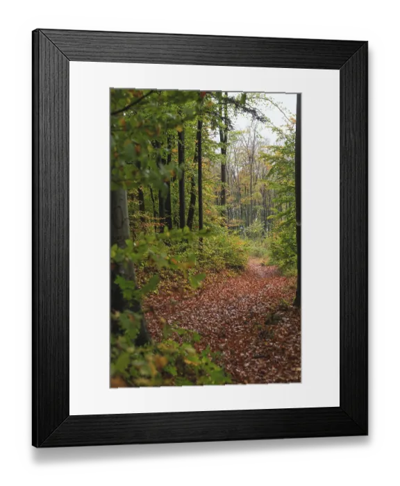 Framed Print : Beautiful Autumn forest with different trees