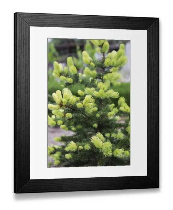 Framed Print : Conifer tree with bright new rising needles Framed Print : Conifer tree with bright new rising needles