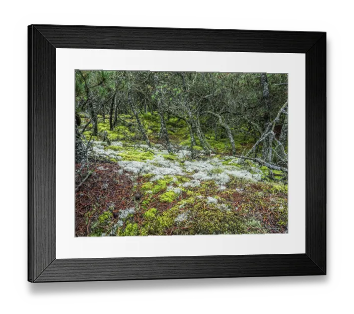 Framed Print : Moss and lichen growing in pine forest - Slowinski National Park