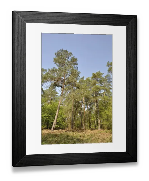 Framed Print : The Communal forest of Saint-Pierre-Les-Elbeuf Framed Print : The Communal forest of Saint-Pierre-Les-Elbeuf