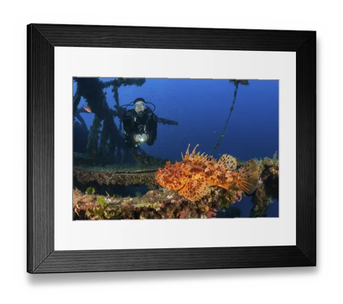 Framed Print : Diver finds Red Scorpionfish at Vassilios Wreck