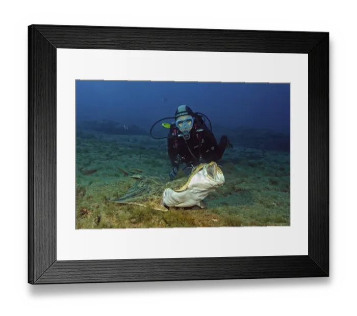 Framed Print : Diver looking at monkfish (Squatina squatina)