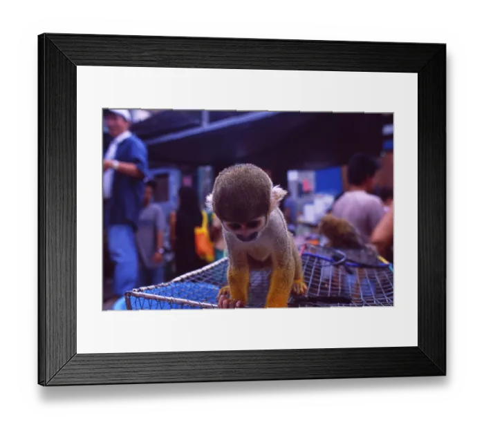 Framed Print : Peru: Amazonas-Monkey in Iquitos