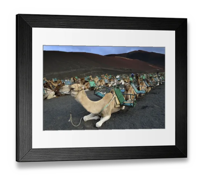 Framed Print : Caravan, dromedaries and camels being prepared for tourists