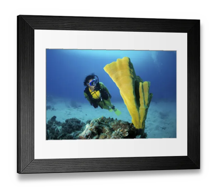 Framed Print : Scuba diver observing an Elephant Ear Sponge (Lanthella basta) Framed Print : Scuba diver observing an Elephant Ear Sponge (Lanthella basta)