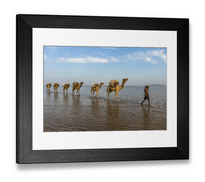 Framed Print : Camels loaded with rock salt plates walk through a salt lake