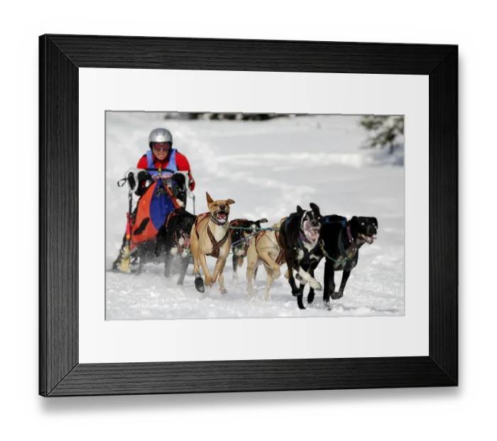 Framed Print : Dog sled race, Unterjoch, Bavaria, Germany, Europe
