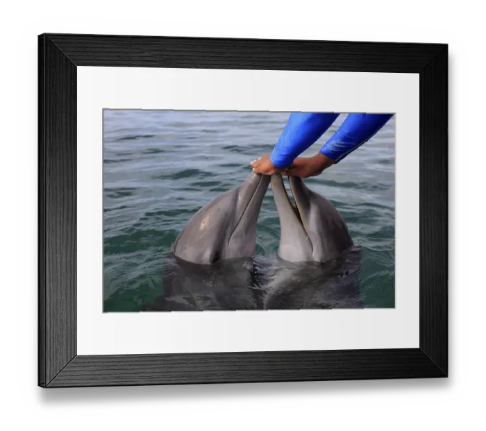 Framed Print : Two Common Bottlenose Dolphin (Tursiops truncatus)
