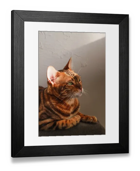 Framed Print : Ginger cat, Bengali breed, resting Framed Print : Ginger cat, Bengali breed, resting