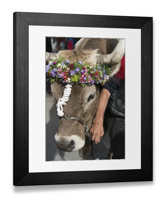 Framed Print : A close up of a decorated prize steer in the Swiss Alps Framed Print : A close up of a decorated prize steer in the Swiss Alps