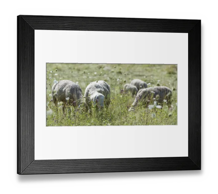 Framed Print : Flock of Sheeps (selective focus) on a meadow at a hot summer day