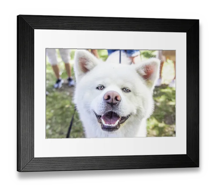 Framed Print : Close up portrait of a soft and fluffy white Akita Inu dog with head filling the frame