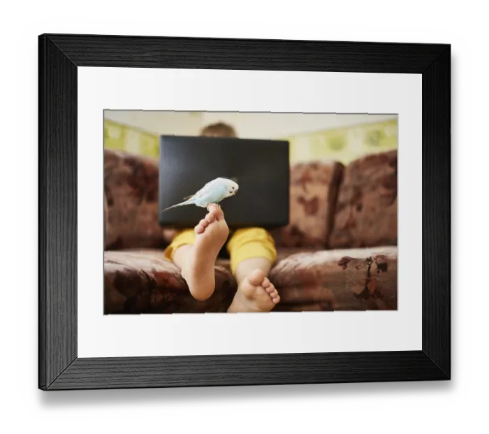 Framed Print : A blue budgie is sitting on the leg of a teenager