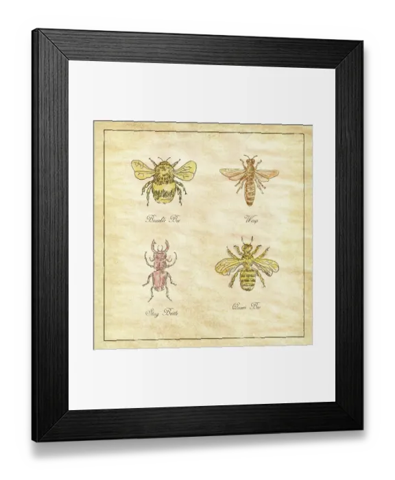 Framed Print : Vintage drawing illustration of a collection of insects like the Bumble Bee Framed Print : Vintage drawing illustration of a collection of insects like the Bumble Bee