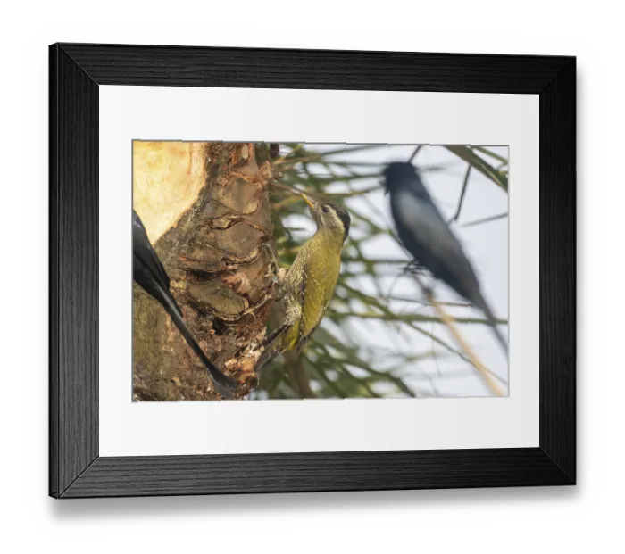 Framed Print : A colorful woodpecker (Picus xanthopygaeus) on a palm tree with another blurred bird nearby-Bandarbon
