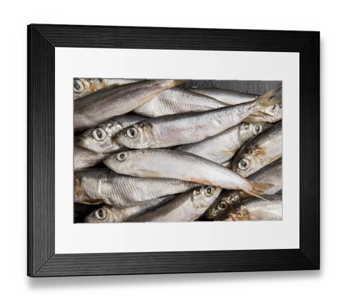Framed Print : Crowd tuna fish top view