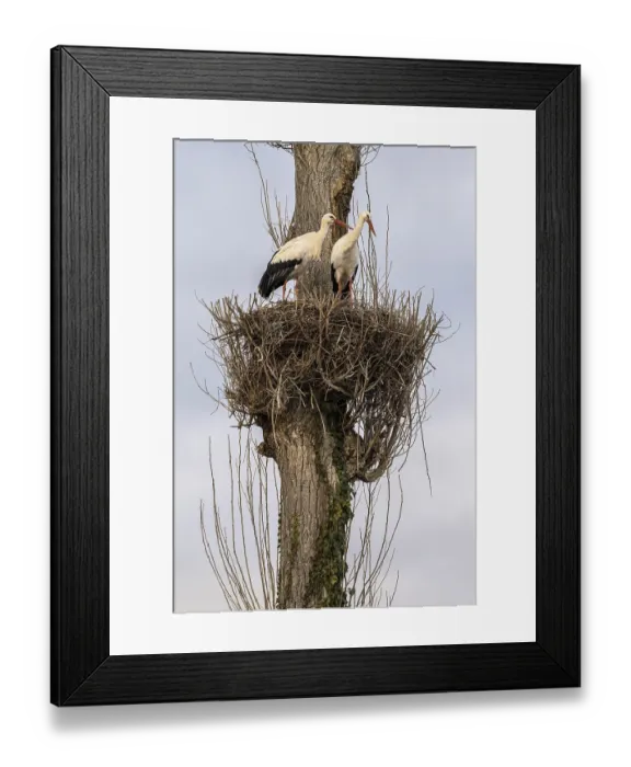 Framed Print : White storks Rapperswil, Switzerland