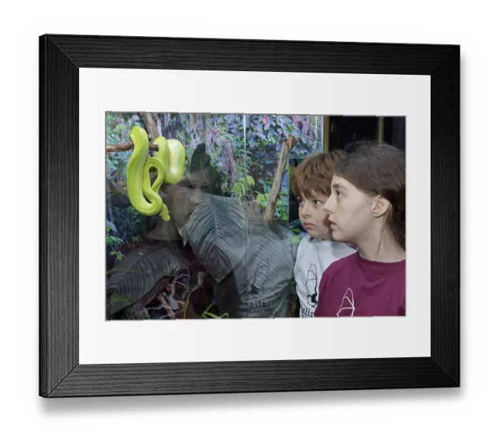 Framed Print : Children watching a Green Tree Python (Morelia viridis)
