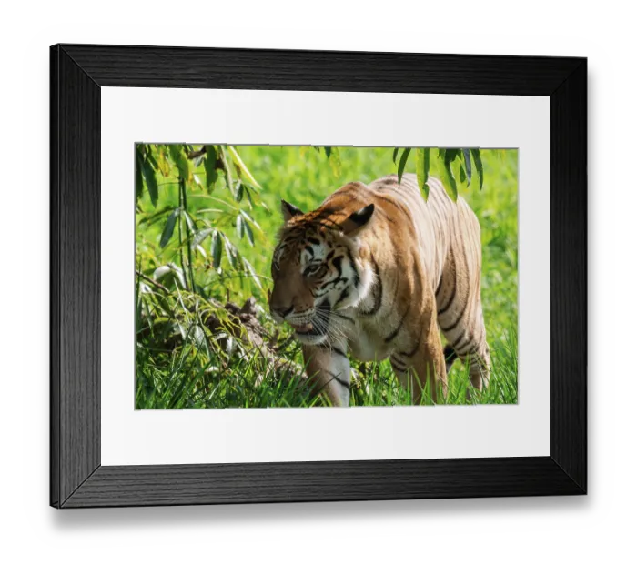 Framed Print : A Bengal tiger, Panthera tigris tigris
