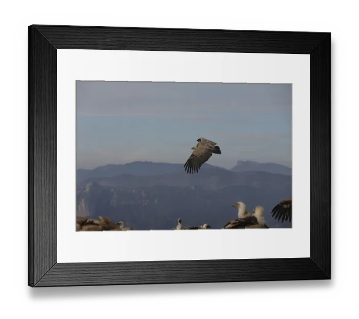 Framed Print : A Griffon Vulture soars with wings fully extended over a scenic mountain range