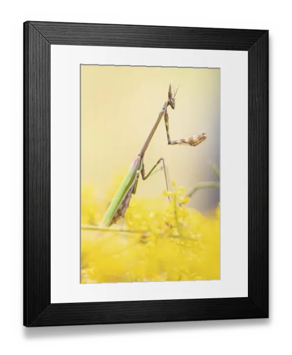 Framed Print : A soft-focus image of an Empusa pennata