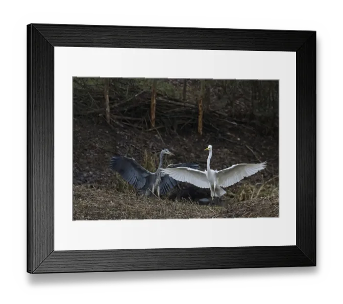 Framed Print : Territorial fight between grey heron (Ardea cinerea) and great egret (Ardea alba)