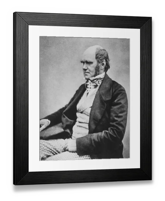 Framed Print : Charles Robert Darwin (12 February 1809 in Shrewsbury - 19 April 1882) Framed Print : Charles Robert Darwin (12 February 1809 in Shrewsbury - 19 April 1882)