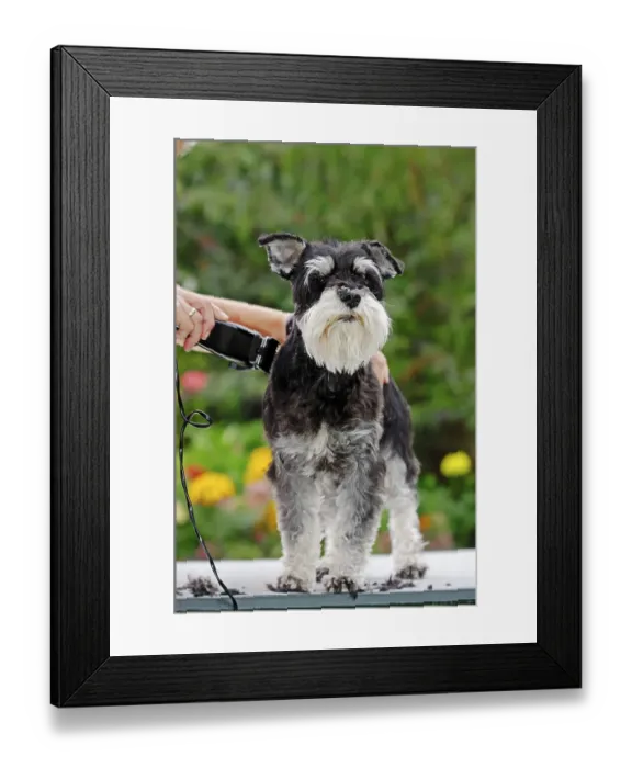 Framed Print : Miniature Schnauzer (Canis lupus familiaris)