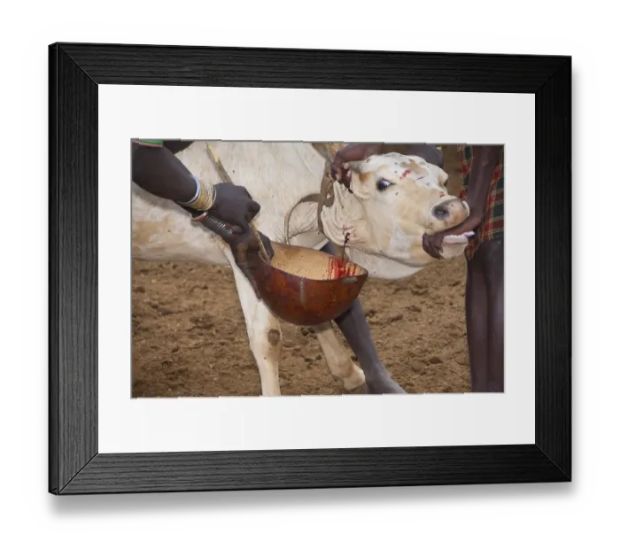 Framed Print : Herders taking blood from a cow Framed Print : Herders taking blood from a cow
