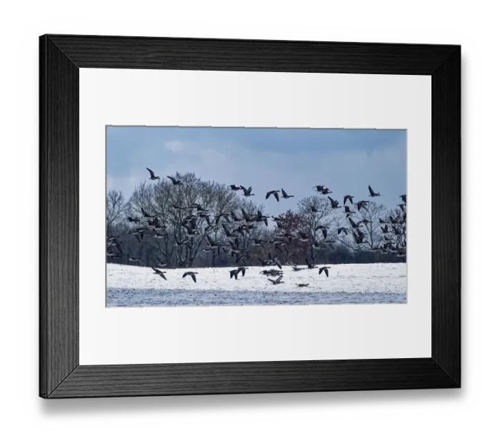 Framed Print : Wild geese over a snow-covered field in the UNESCO Schaalsee Biosphere Reserve