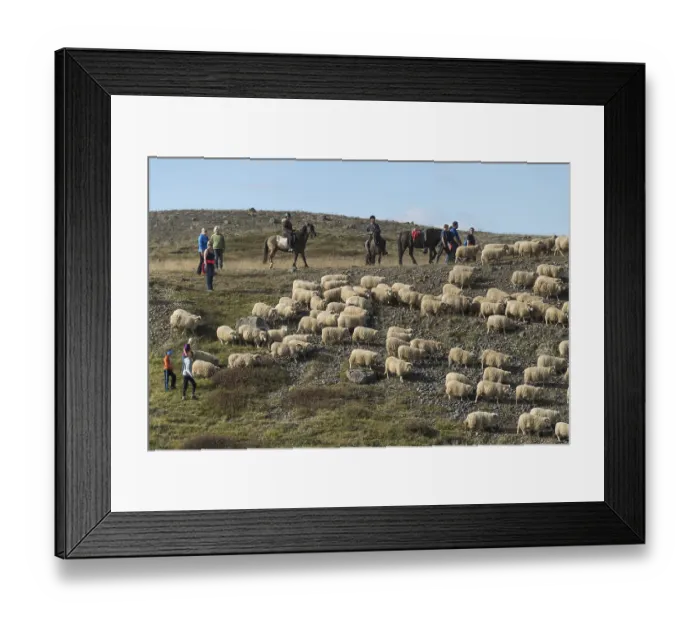 Framed Print : Sheep (Ovis aries), herd being driven together Framed Print : Sheep (Ovis aries), herd being driven together